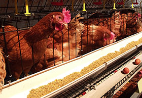 alimentacion para ponedoras-el sitio avicola-chris wrigh