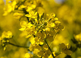  nutricion para ponedoras-el sitio avicola - chris wrigh