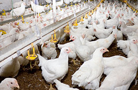  cama de pollos, pollos, pododermatitis, Samonella