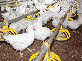 Cuál es el uso de la cal en la desinfección de granjas avícolas?