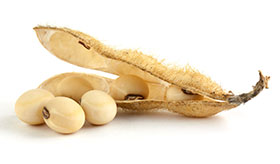 sindrome de  transito rapido en pollo, uso de soya, el sitio avicola