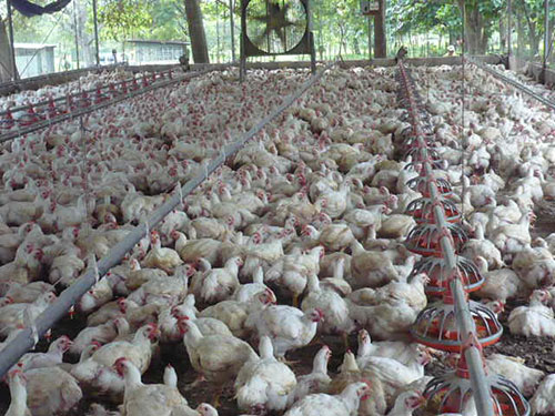sindrome de transito rapido en pollos