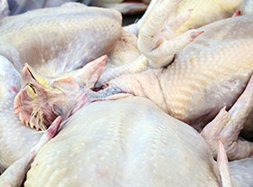 Procesamiento de aves en la granja 