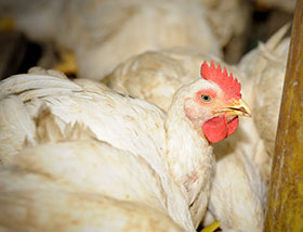  coccidiosis, pollo, salud aviar, disbacteriosis, el sitio avicola