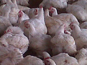  coccidiosis, salud aviar, el sitio avicola, chris wright