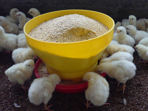 -transito-rapido-en-pollos,-el-sitio-avicola