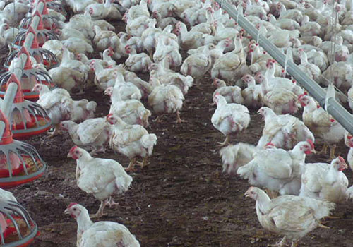 -transito-rapido-en-pollos