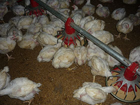  transito rapido en pollos, el sitio avicola, chris wright