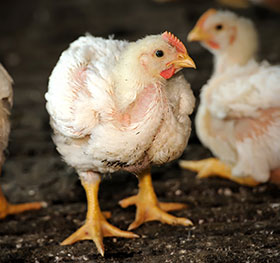 pigmentacion de pollos, el sitio avicola, chris wright