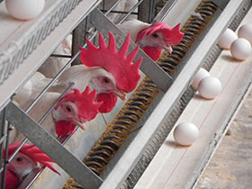  el sitio avicola-chris wright, alimentacion de ponedoras