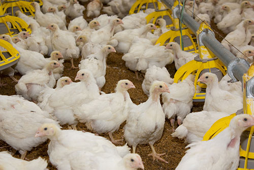 uso de antibioticos en produccion de pollo-hector cervantes-el sitio avicola