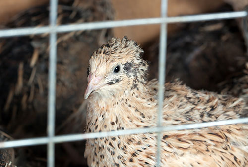 Mortalidad en codorniz japonesa