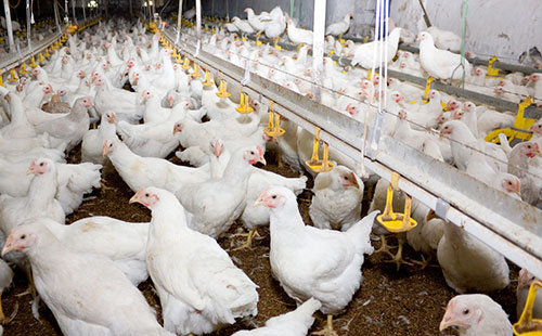 uso de antibioticos en la produccion de pollo-hector cervantes-el sitio avicola