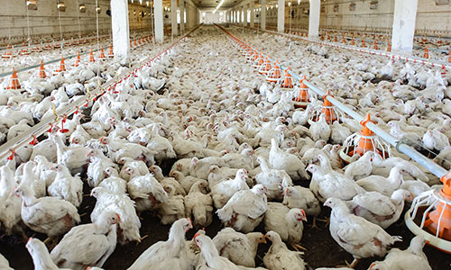 produccion de pollo sin antibioticos, Dr. Hector Cervantes