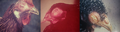 coriza infecciosa-el sitio avicola-Dr. Hebert Trenchi