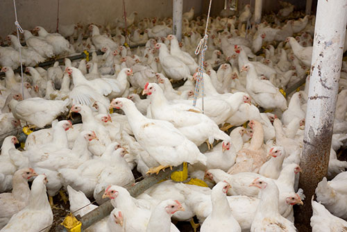 e coli y produccion de pollo