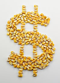 ecoli y produccion de pollo, dr hector cervantes