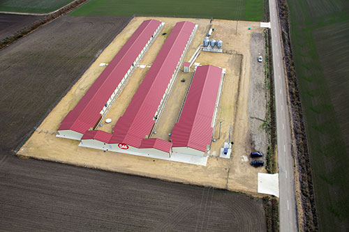 Cobb 500, cobb espanola, el sitio avicola