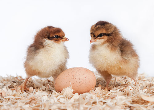  nutricion de pollitas-el sitio avicola