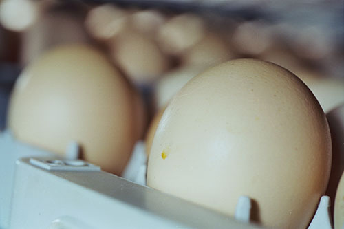 incubacion de pollitos, el sitio avicola