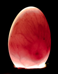 desarollo embrionario