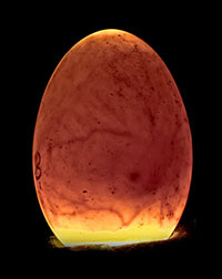 incubacion de pollitos