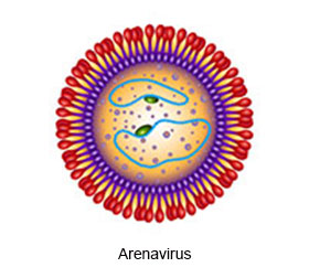 arenavirus en pollo de engorde