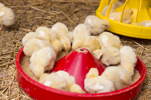 alimentos balaceados y sindromo de muerte subita