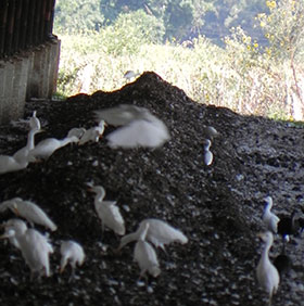 Dr. Oscar Rivera García- influenza aviar- H5N1- H7N3