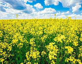 nutricion de pollos-uso de canola en pienso-el sitio avicola-chris wright