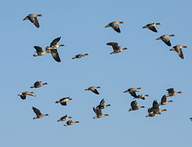 Oscar Rivera- influenza aviar-el sitio avicola-chris wright