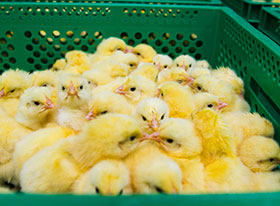  nutricion de pollos-el sitio avicola-chris wright