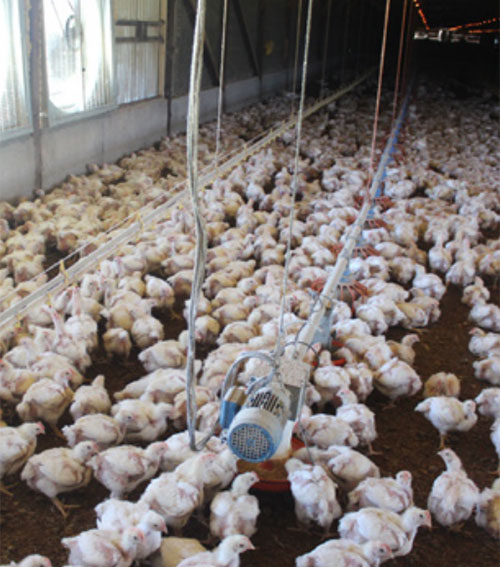 -ventilacion-de-tunel,-produccion-de-pollos-el-sitio-avicola