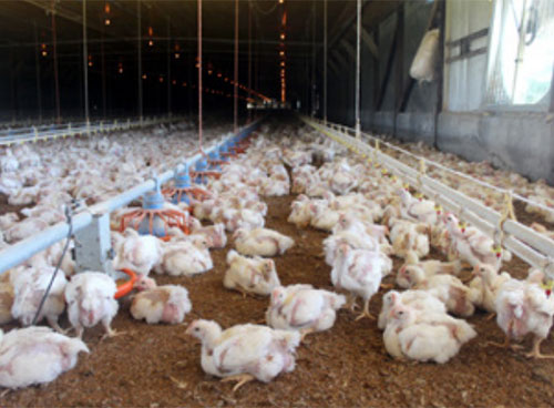 ventilación de túnel, producción de pollos