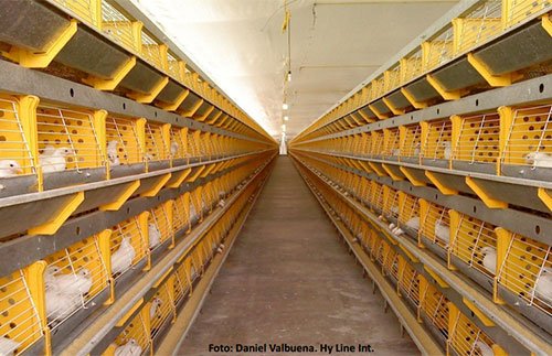 Hyline, ponedora, el sitio avicola