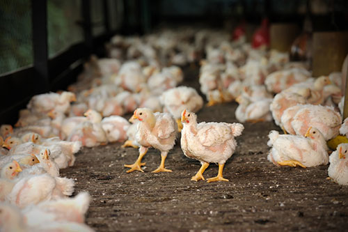 pollo, avicultura argentina