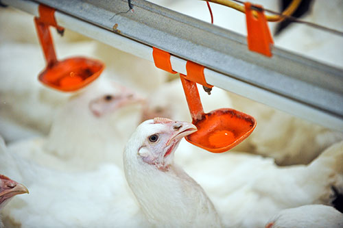  manejo de gout en pollo-el sitio avicola