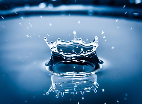  Manejo de la gota en avicultura