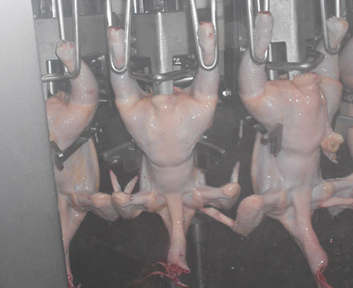  planta de procesamiento de pollo-el sitio avicola