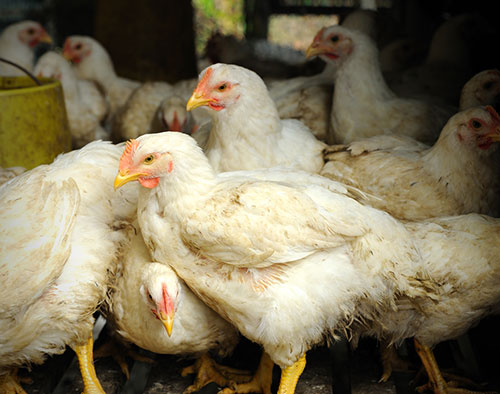  pollo de engorde-el sitio avicola