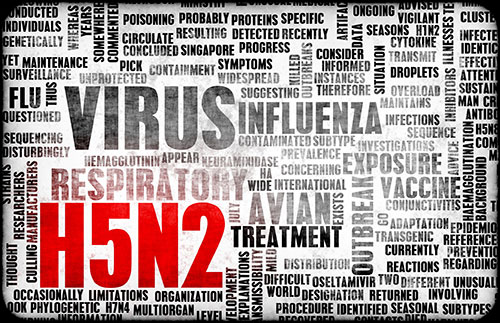  influenza aviar- el sitio avicola