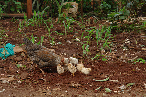 enfermedad de Newcastle, salud aviar, control de enfermedades, pollo, 