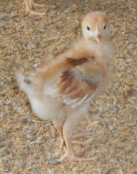  Pollita Hy-Line Brown de 3-4 semanas de edad