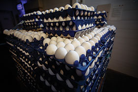 consumo de huevo en argentina