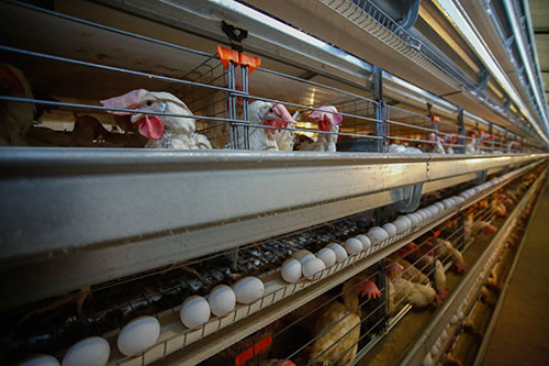 consumo de huevo en argentina