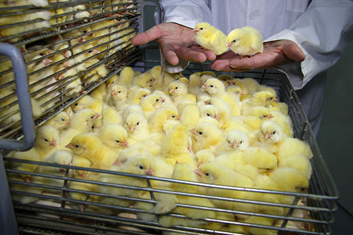 Introducir 95+ imagen manejo de incubadora para pollos