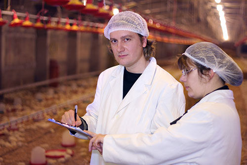 enfermedades en pollo