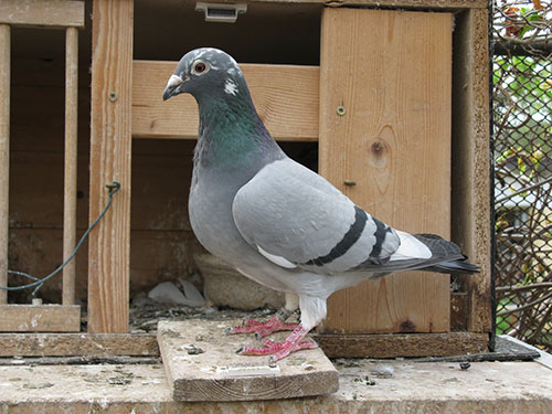 Dedicar región salvar Colombofilia: cría y entrenamiento de palomas mensajeras - El Sitio Avicola