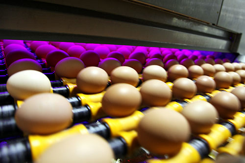 huevo, ponedoras, gallinas, comercio de huevo
