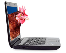 -campylobacter-en-pollo